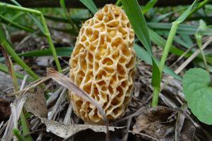 Morel Mushroom