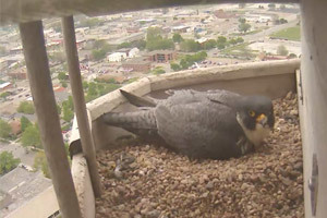 Falcon Cam