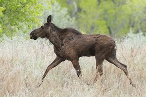 A moose trots through Bridgeport State Recreation Area