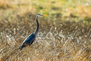 Great blue heron at Cottonwood Lake SRA