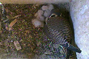 Kestrel Cam