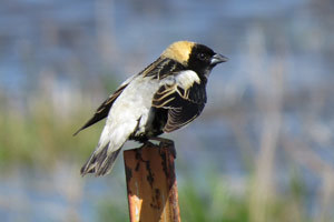 Bobolink