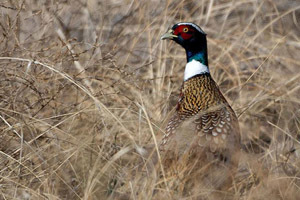 Pheasant
