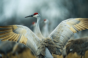 Sandhill crane