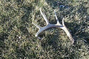 Shed antler