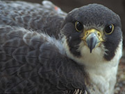 Peregrine falcon