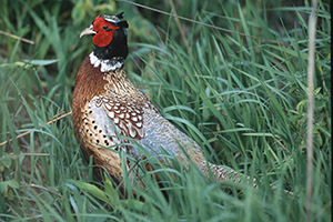 Pheasant