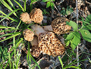 Morel Mushroom