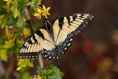 Tiger swallowtail butterfly