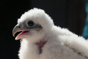 Peregrine falcon chick up close