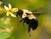 Bee sipping nectar