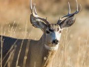 Deer with antlers