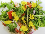 Dandelion leaf salad
