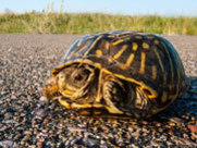 Ornate box turtle on the road