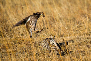 Fighting prairie chickens