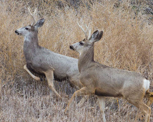 Two running whitetails
