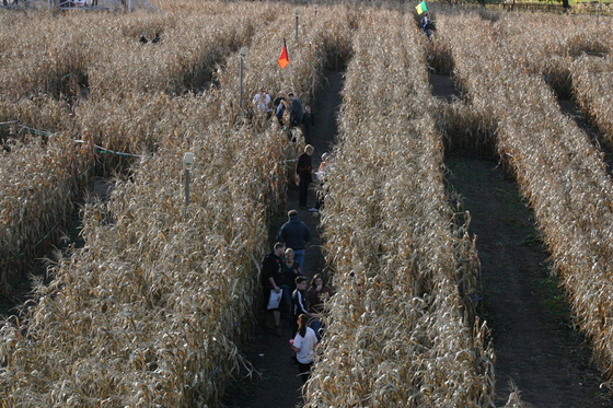 Corn Maze