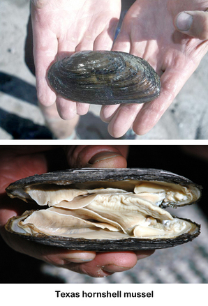 Habitat Stamp funds assist recovery of hornshell mussel gray redhorse