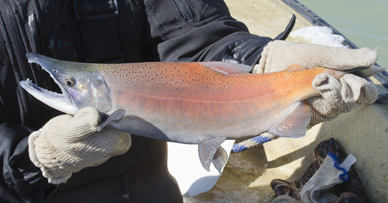 Salmon snagging season opens Nov. 8 at Heron Lake