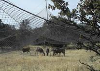 Mule deer feed under a drop net