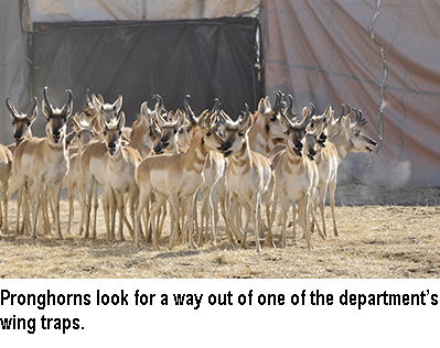 pronghorns in trap