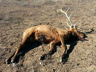 Poached elk