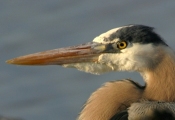 great blue heron