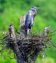 great blue heron on nest