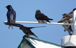 purple martins