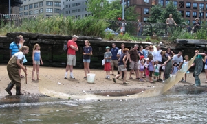 seining at Brooklyn Bridge Park