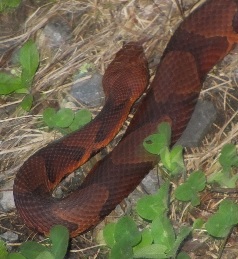 copperhead