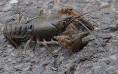 rusty crayfish