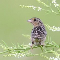 grasshopper sparrow