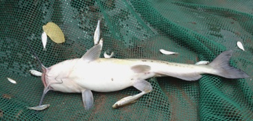 seine catch at Kingston Point