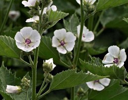 marsh mallow