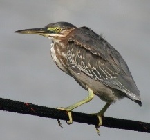 green heron