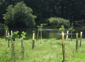 Trees for Tribs planting