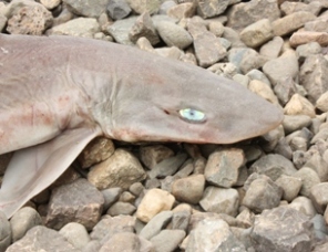 smooth dogfish