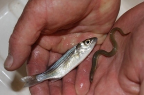 striped bass [YOY] and elver