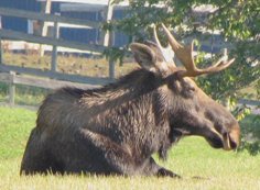 moose in Halfmoon