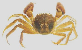 mitten crab
