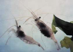 grass shrimp