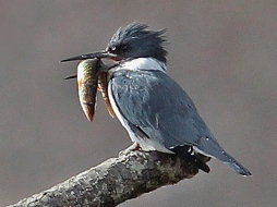 belted kingfisher with redfin pickerel