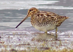 Wilson's snipe