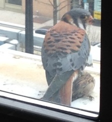 male kestrel with sparrow