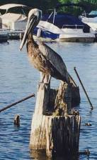 brown pelican
