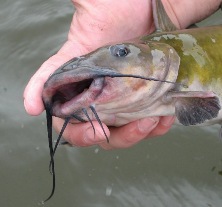 channel catfish