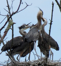 great blue herons in nest
