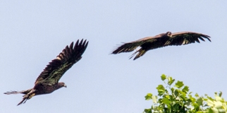 recently fledged bald eagles