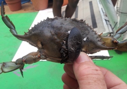 blue crab with blue mussel